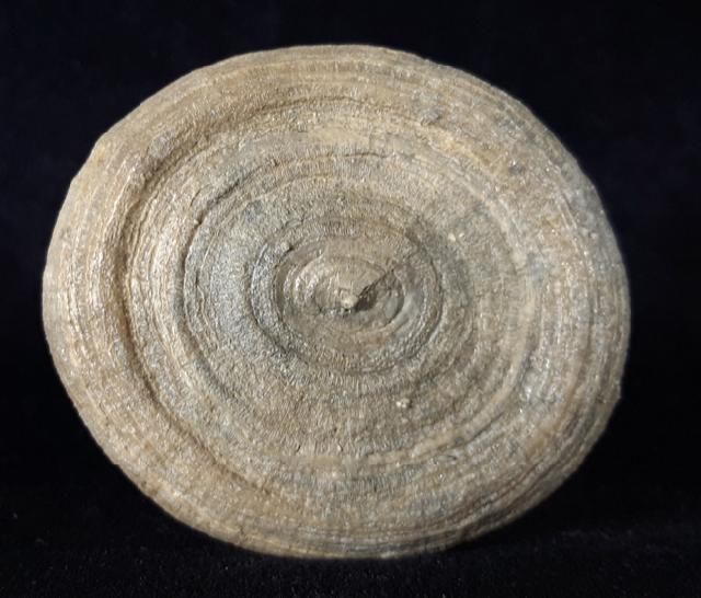 Cyclolites sp. (LAMARCK 1801) - Bild © FossNet FossilienStore